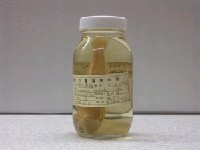 藏品(圓擬鱸)的圖片